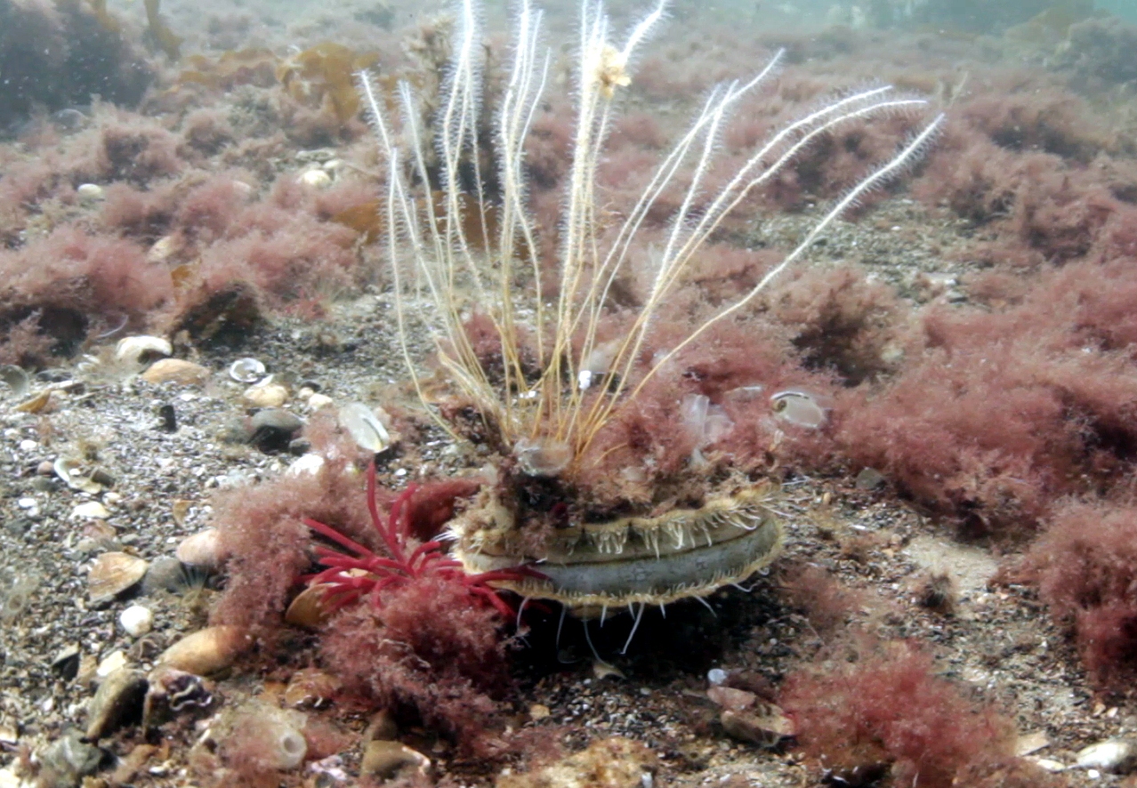 Image: King scallop and growth in the reserve (credit: Howard Wood)